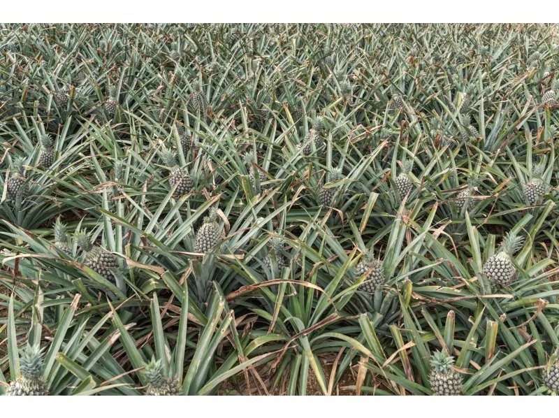 🍍 이시가키 관광 파인애플·망고 과수원(이시가키 칸코 파인·만고엔) 이미지 5